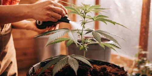 Best Organic Nutrients for Indoor Soil Grow: Boost Your Cannabis Yield Naturally
