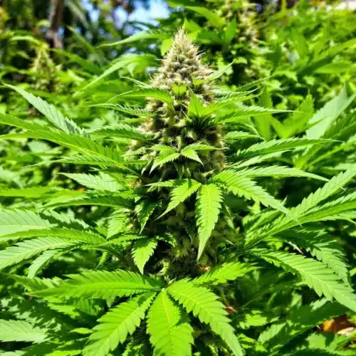 All-Inclusive Weed-Friendly Resorts Caribbean Guide