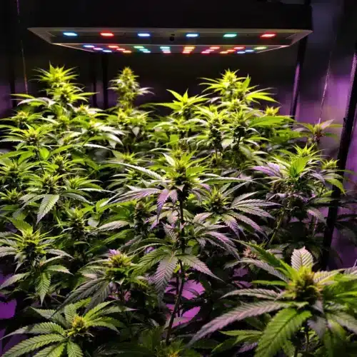 How a Balanced Light Spectrum Impacts Cannabis Growth