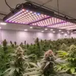 Indoor cannabis grow room with lush plants under large LED grow lights emitting multiple colors, ideal for flowering.