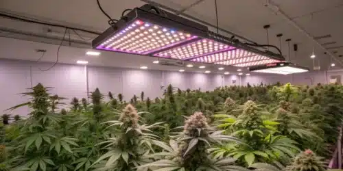 Best PPFD for Flowering: Maximizing Your Cannabis Yields