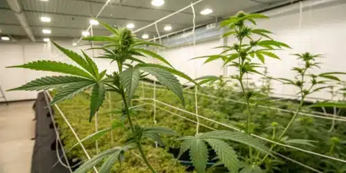 Best Training Techniques for Cannabis: Maximize Growth and Yields