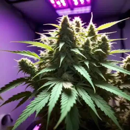 Boosting Cannabis Yields: Tips for Bigger Harvests
