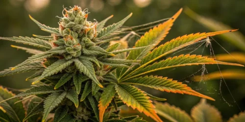 Spider Mites on Buds at Time of Harvest: What You Need to Know