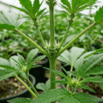 Female cannabis plant preflowers greenhouse scene with white pistils forming at the stem nodes among healthy green leaves.