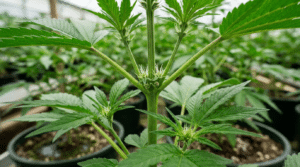 Female cannabis plant preflowers greenhouse scene with white pistils forming at the stem nodes among healthy green leaves.