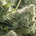 Frosty Cannabis Buds Covered in Trichomes