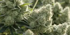 Frosty Cannabis Buds Covered in Trichomes