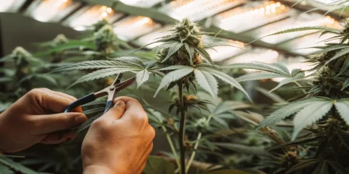 Trimming Fan Leaves During Flowering
