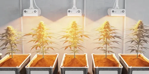 A Beginner’s Guide to the Autoflower Watering Schedule
