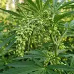 Male cannabis pollen sacs close-up growing on cannabis plant during early flowering stage.