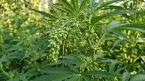 Male cannabis pollen sacs close-up growing on cannabis plant during early flowering stage.