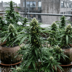 Outdoor cannabis plants in rainy weather growing in pots on a wet rooftop with city buildings in the background.