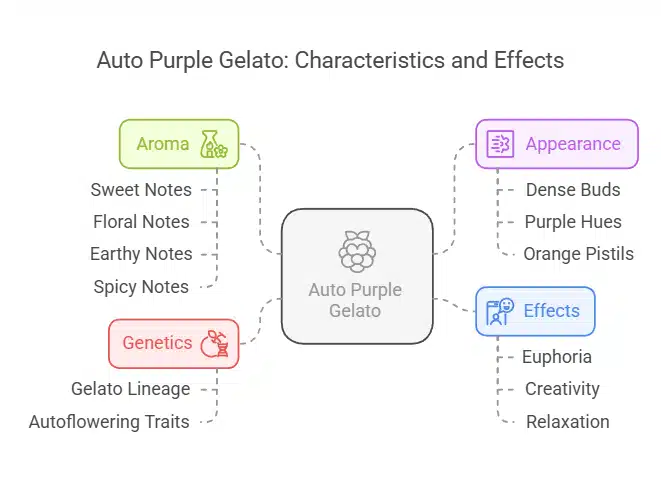 Infographic describing Auto Purple Gelato strain features, including aroma, genetics, and effects.