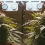 Autoflower cannabis plants with dense, resin-coated buds during week 9, growing under controlled indoor lighting