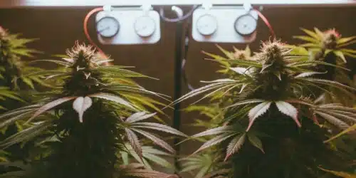Autoflower Week 9: What to Expect and How to Maximize Your Harvest