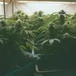 Autoflower plants at week 3 of growth, with multiple flowering branches under indoor lighting, showing steady bud formation and healthy leaf structure