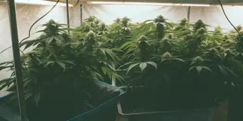 Autoflower Week 3: What to Expect and How to Optimize Growth