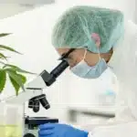 Medical researcher studying cannabis in leukemia treatment with lab equipment and cell cultures.