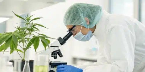 Cannabis in Leukemia Treatment: A New Perspective Today