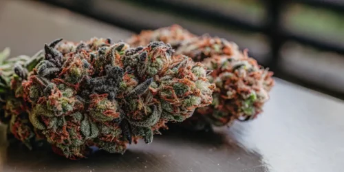 Shipping Marijuana Seeds Legally Through the US, According to the DEA
