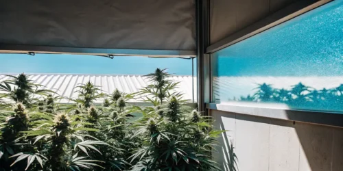 Grow the Best Big Yield Cannabis Strains Indoors and Outdoors