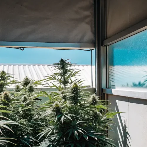Hyper-realistic scene of lush cannabis plants growing outdoors, viewed from indoors through a window reflecting the plants and blue sky.