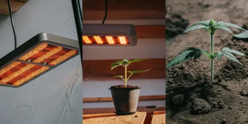 Autoflower Life Span: Complete Guide to Growth Stages and Tips