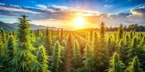 Cannabis Oil Treatment for Seizures: A Closer Look