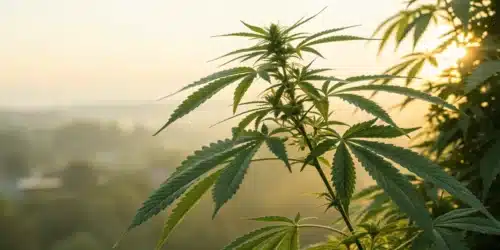 Cannabis Treatment for PTSD