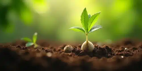 Autoflowering Seed Germination