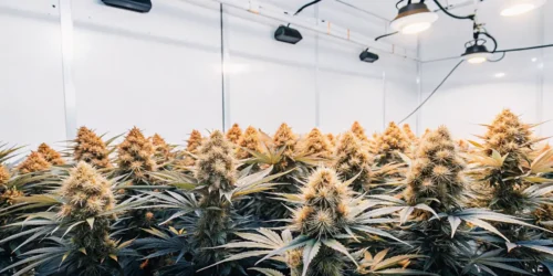 Big Yield Indoor Strains