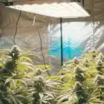 Indoor Animal Mint Cake Strain grow setup with several healthy plants developing resinous buds under bright LED lights