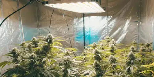 How to Grow Wedding Cake x Animal Mints Strain