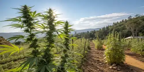 How to Grow Auto Yumbolt Banana