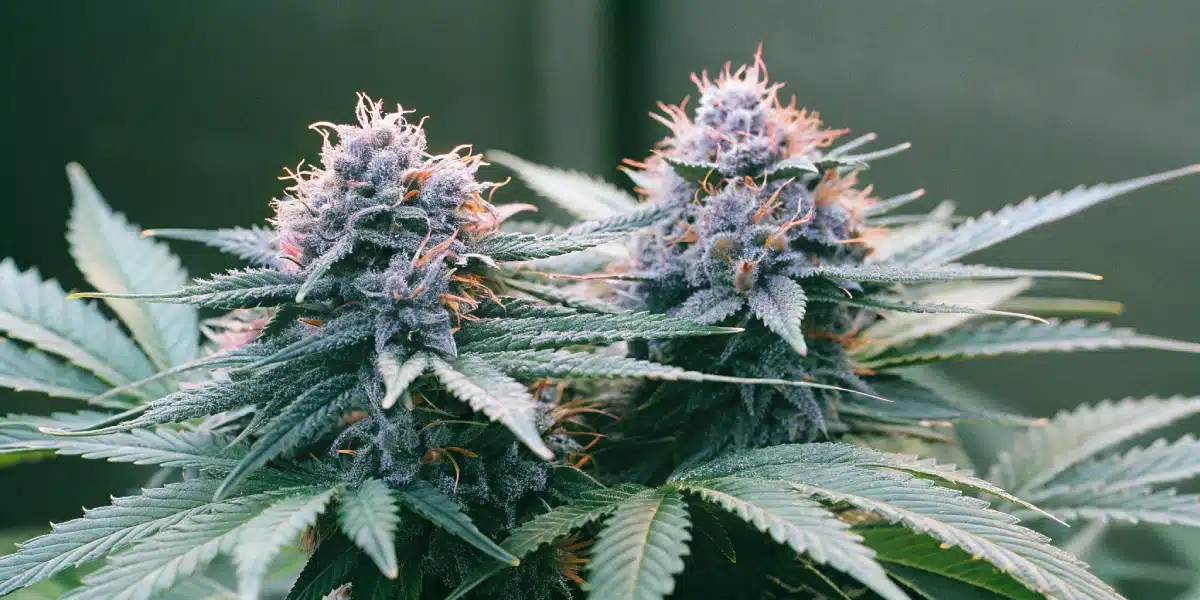 Close-up of Auto Purple Gelato buds with dense trichomes, orange pistils, and purple hues.