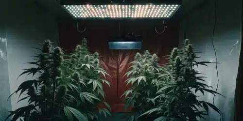 How to Grow Panama Weed Strain
