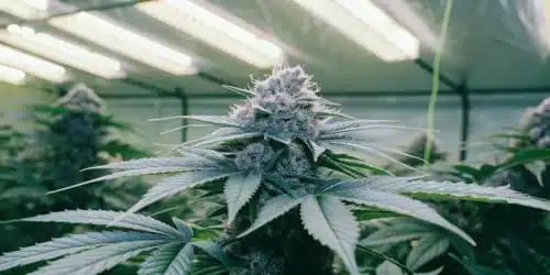 How to Grow Pink Rozay Weed Strain