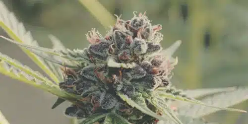 How to Grow Platinum Cookie Weed Strain