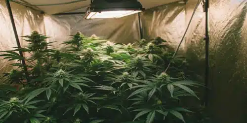 How to Grow Rude Boy Weed Strain