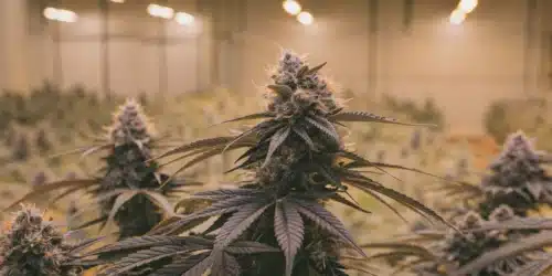 How to Grow Tropicana Cookies Purple Autoflower Strain