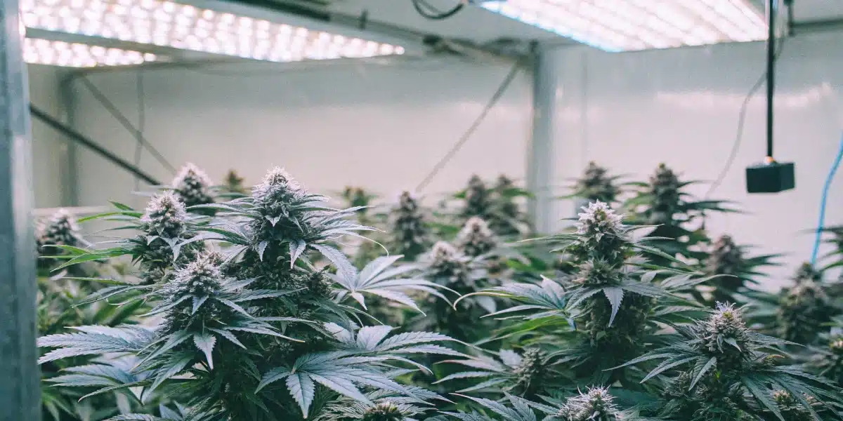 Indoor grow room with multiple Purple Kush Auto plants under bright LED lights.