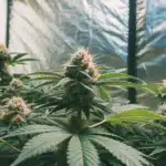 Healthy Strawberry Cheese Auto Strain plants with tall, resin-rich buds in an indoor grow tent