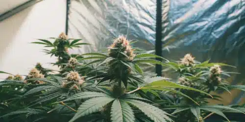 How to Grow Strawberry Cheese Auto Strain