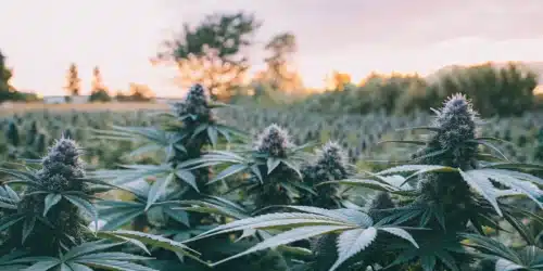 How to Grow Purple Kush Auto Strain