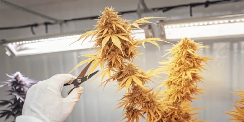 Basal Defoliation Cannabis: Guide to Boosting Your Yields