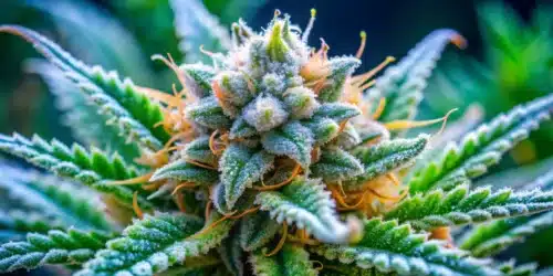 How to Grow Northern Lights #10 x Amnesia Haze Seeds