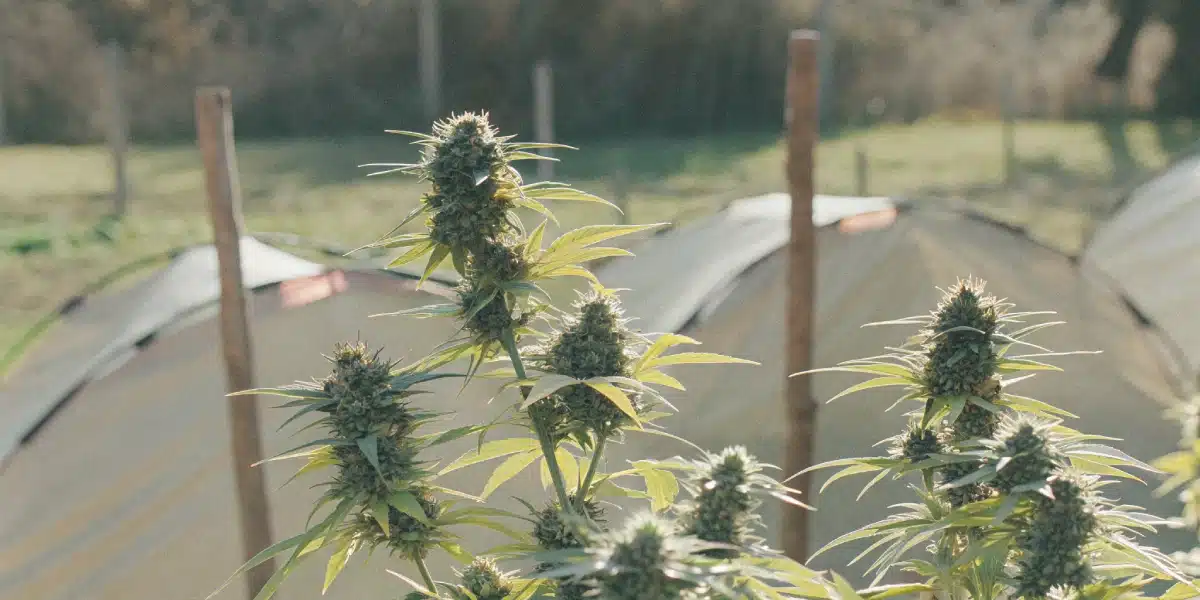 Outdoor cannabis plants of Platinum Cookie Weed strain with dense buds growing under natural sunlight.
