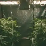 Indoor cannabis grow setup with multiple Red Skunk Kush Autoflower plants under bright ceiling lights
