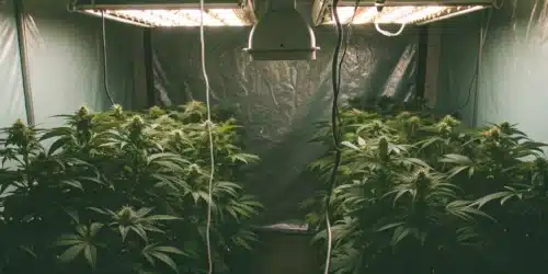How to Grow Red Skunk Kush Autoflower